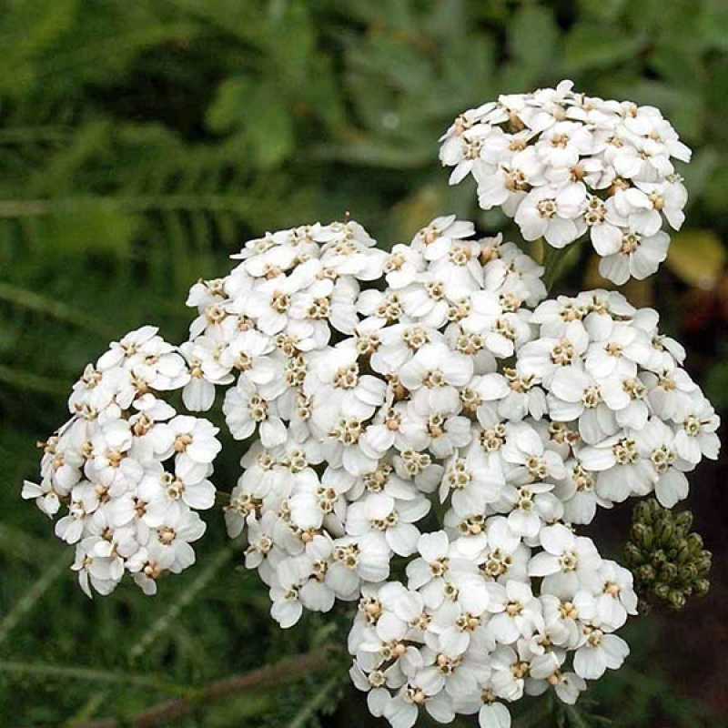 ACHILLEA millefolium - White Yarrow | 