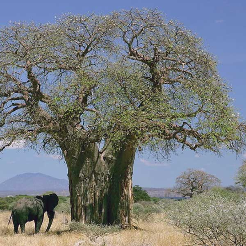 ADANSONIA digitata - African Baobab | Image by Ferdinand Reus CC BY-SA 2.0