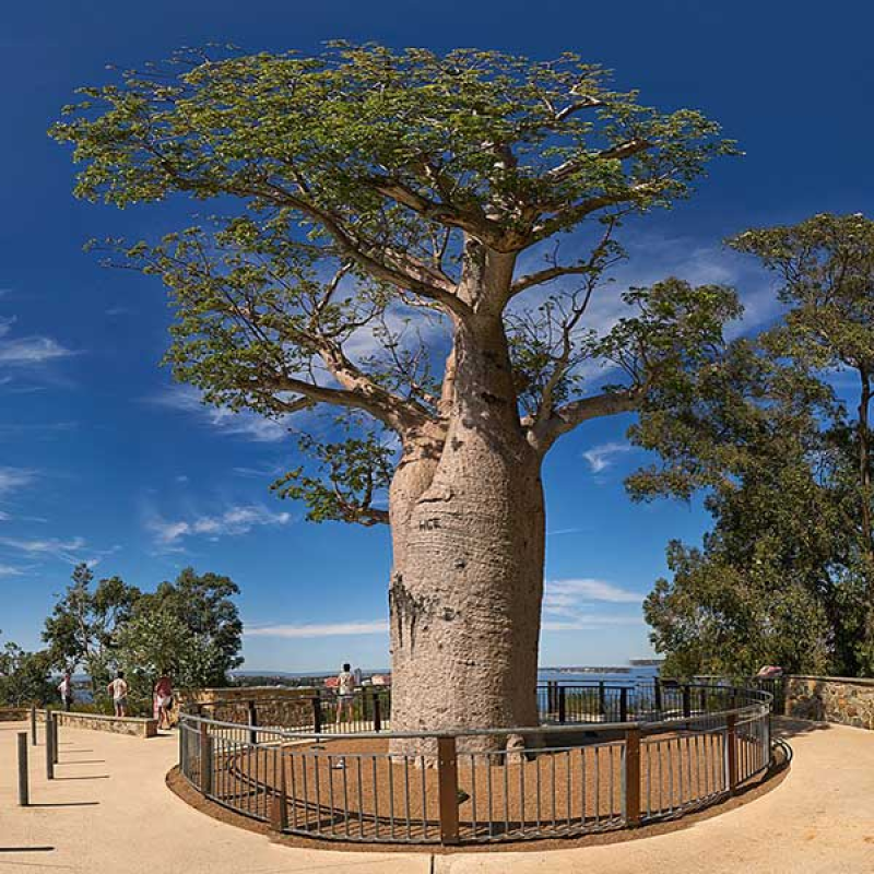 ADANSONIA gregorii - Australian Baobab | Image by Pedro Szekely CC BY-SA 2.0 (resized)