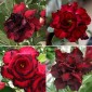 ADENIUM obesum Double Red Mix - Desert Rose