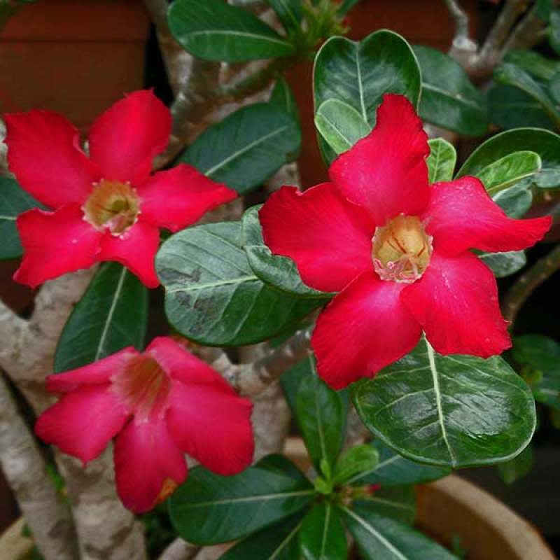ADENIUM obesum India Deep Red - Desert Rose | Image by Mokkie ShareAlike 3.0 Unported (CC BY-SA 3.0)