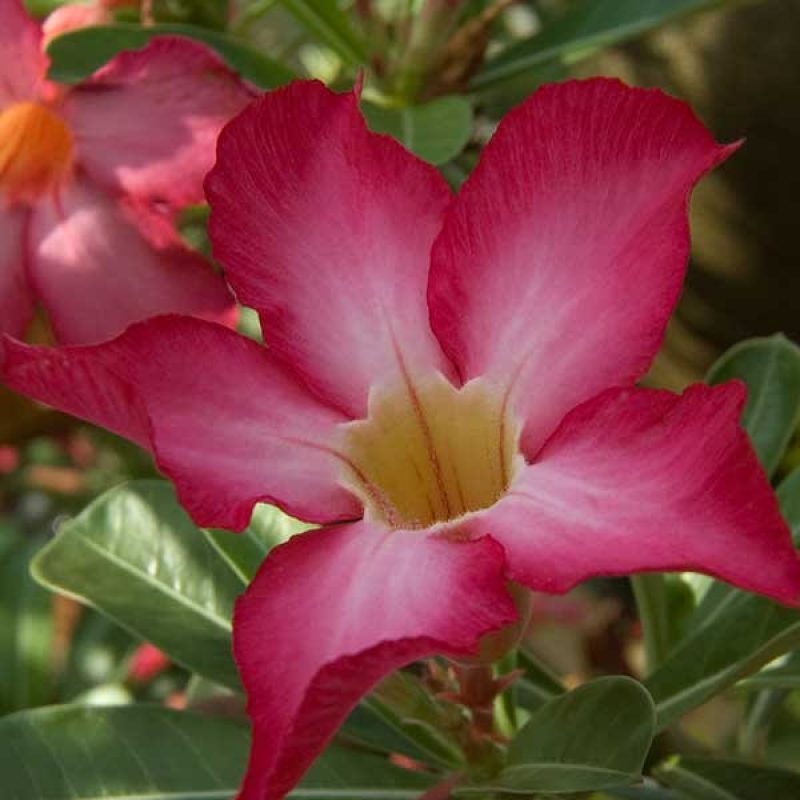 ADENIUM obesum Indian Biclour - Desert Rose | 