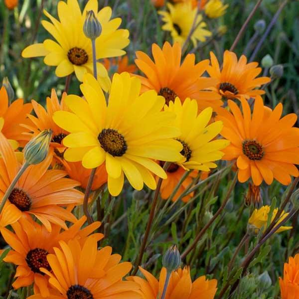 AFRICAN Daisy Mix - DIMORPHOTHECA sinuate