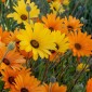 AFRICAN Daisy Mix - DIMORPHOTHECA sinuate