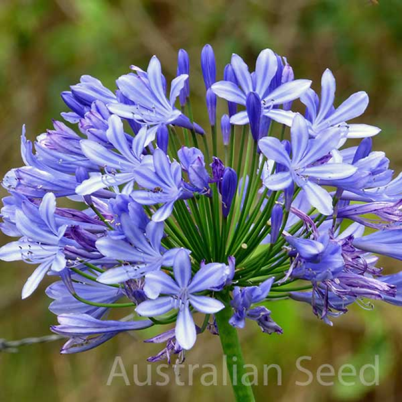 AGAPANTHUS Blue Australian | 