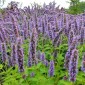 HYSSOP Purple Giant - Agastache rugosa