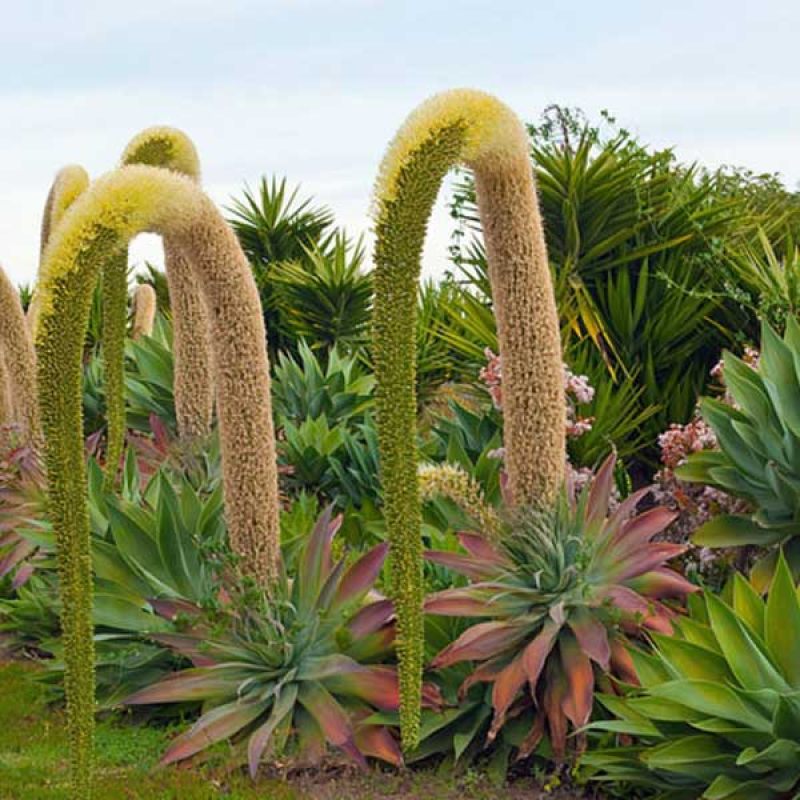 AGAVE attenuata - Fox Tail Agave | 