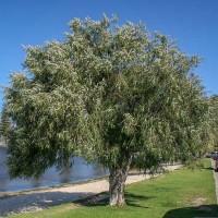 AGONIS flexuosa - Peppermint Willow