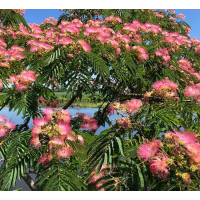 ALBIZIA julibrissin rosea - Pink Silk Tree | Image by Famartin 4.0 International (CC BY-SA 4.0)