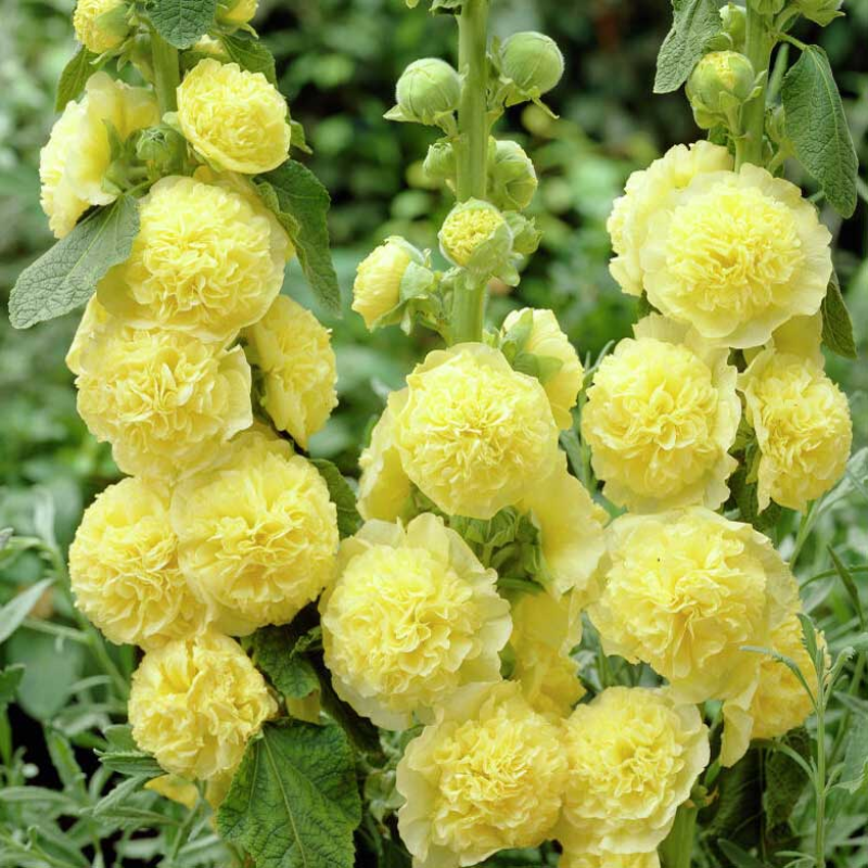 ALCEA rosea - HOLLYHOCK Chaters Double Golden Yellow | Copyright
