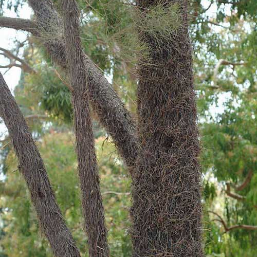 ALLOCASUARINA inophloia - Woolly Oak or Stringybark Sheoak