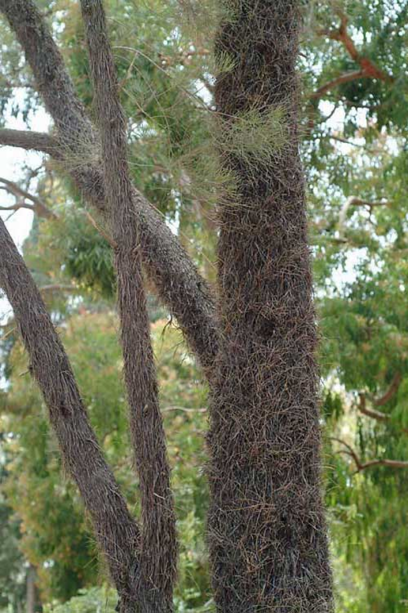 ALLOCASUARINA inophloia - Woolly Oak or Stringybark Sheoak | Image credit F.Muell & F.M.Bailey