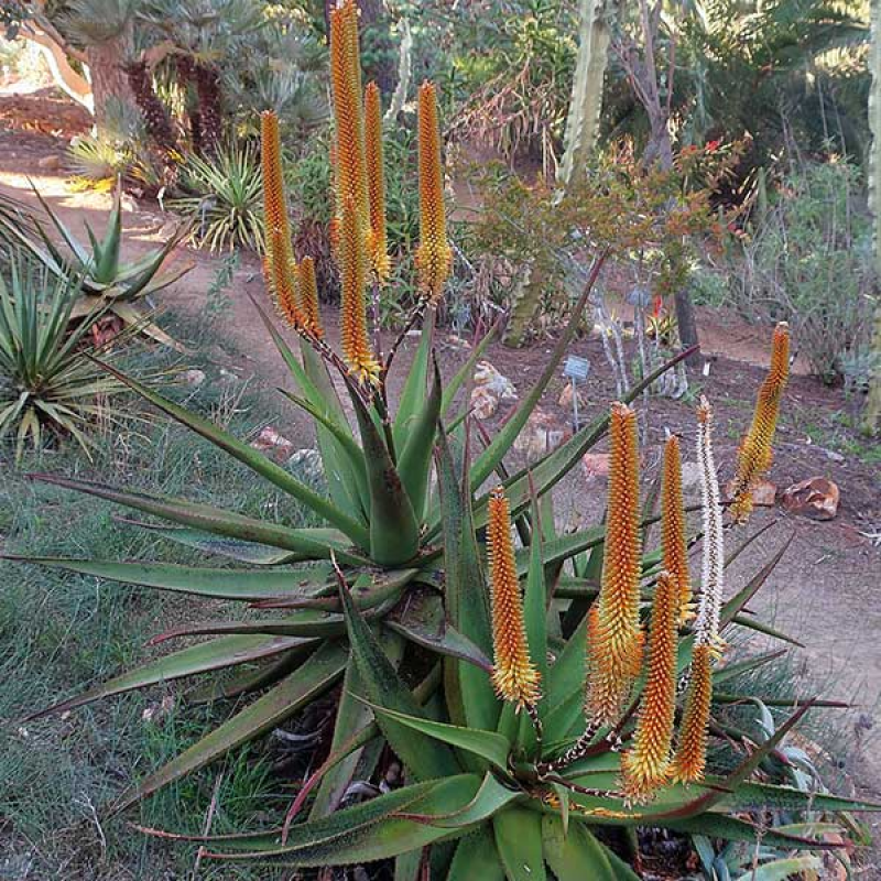 ALOE africana - African Aloe | Image by cultivar413 CC BY 2.0 Generic