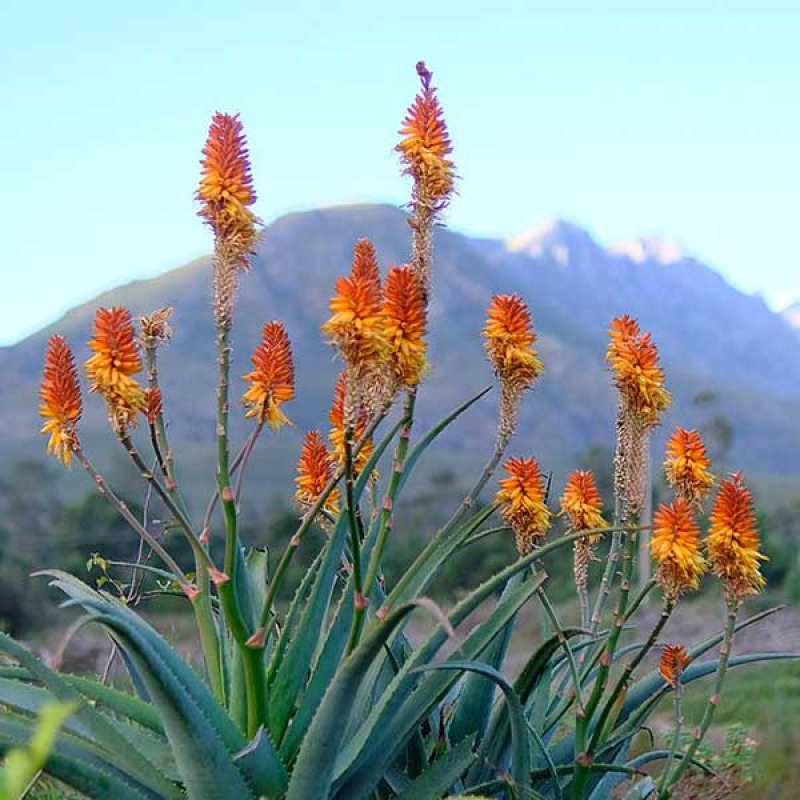 ALOE arborescens - Candelabra Aloe | Image by Christo.goosen Attribution 4.0 International