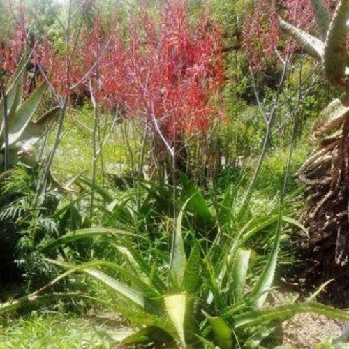 ALOE dyeri - Large Flowered Aloe