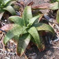 ALOE greatheadii - Spotted Aloe