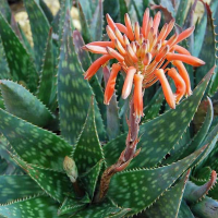 ALOE maculata | Soap Aloe
