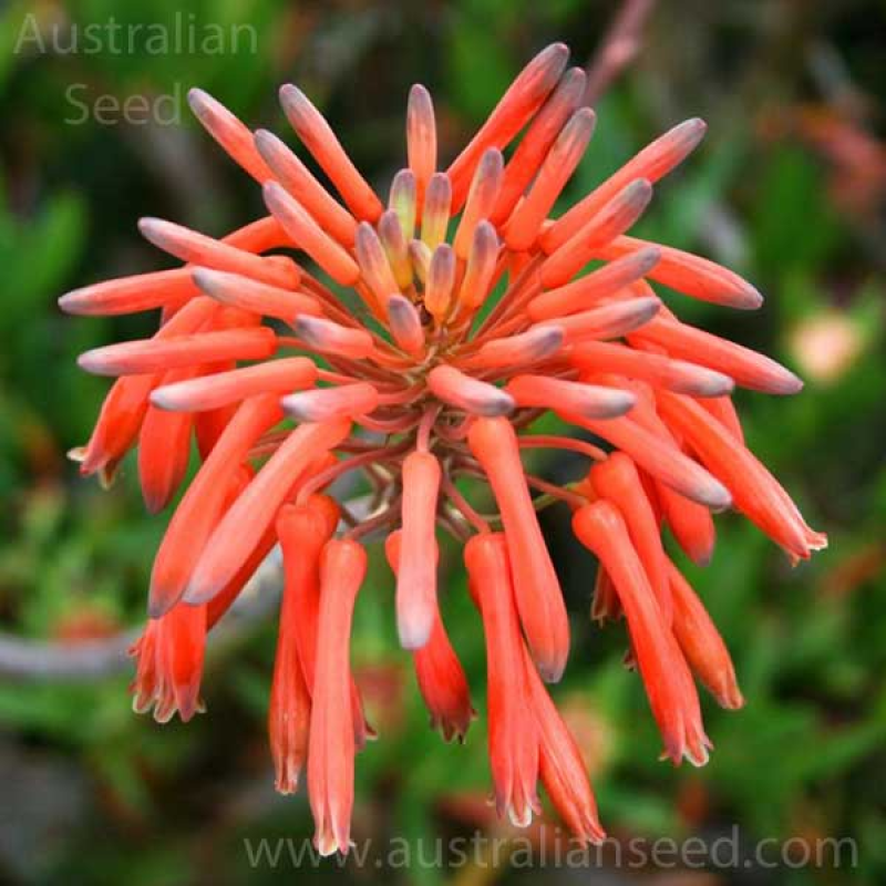 ALOE maculata | Soap Aloe