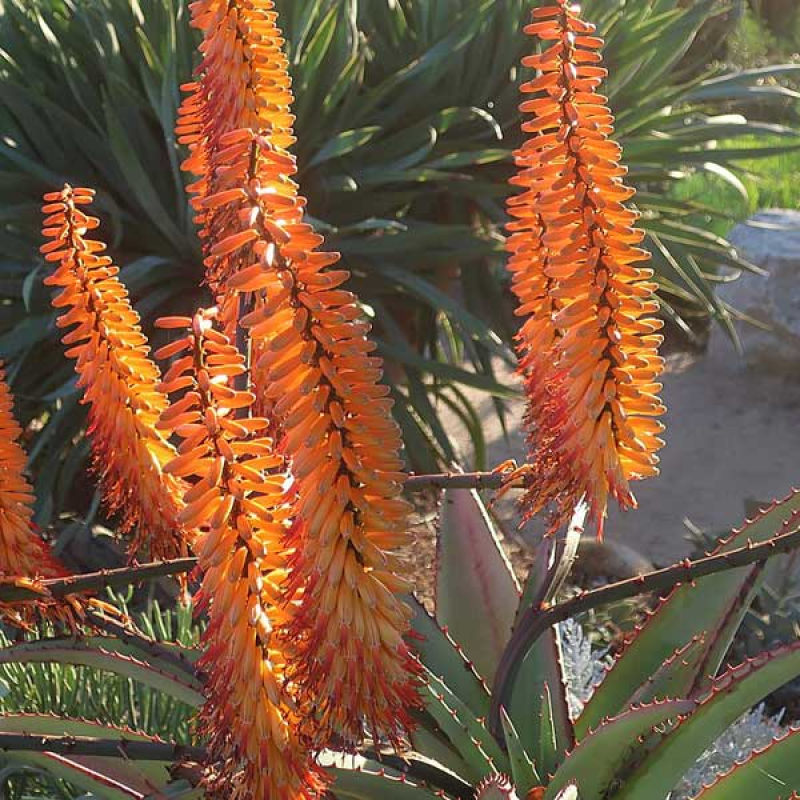 ALOE marlothiii - Mountain Aloe | Image by cultivar413 CC Attribution-Share Alike 2.0 (resized