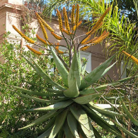 ALOE marlothiii - Mountain Aloe | *Image by Tangopaso Public Domain