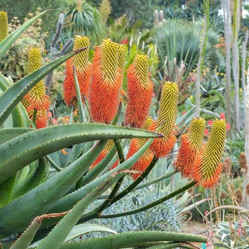 ALOE rupestris - Bottlebrush Aloe