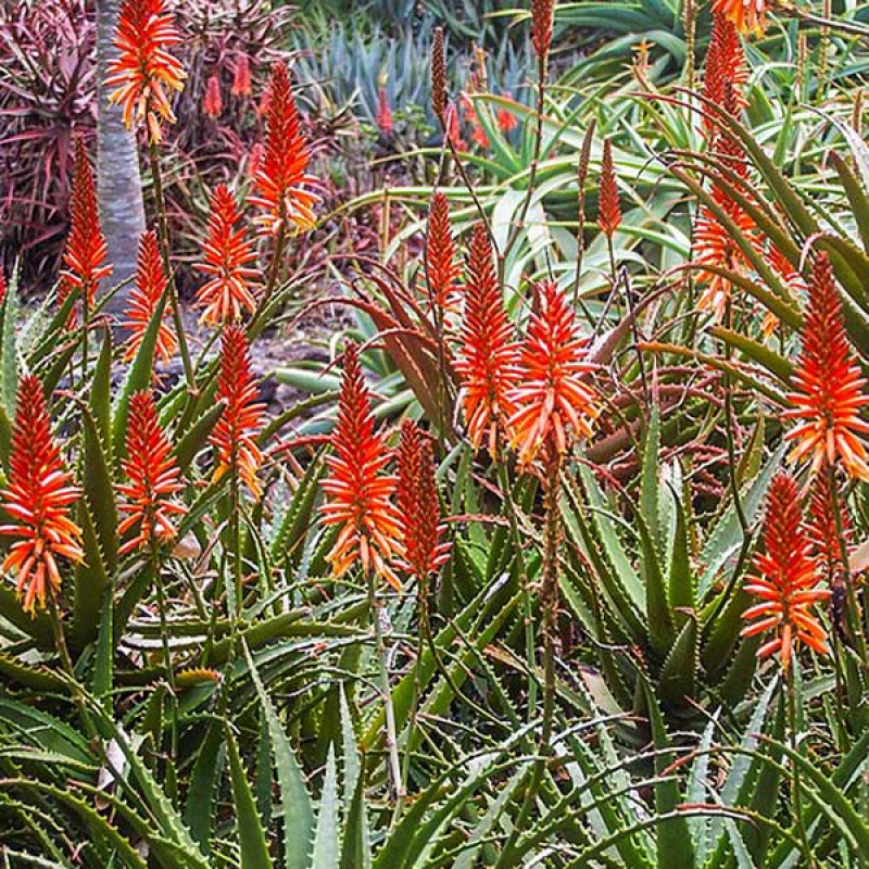 Aloe branddraaiensis | Image by John Robert McPherson resized. ShareAlike 4.0 International previously CC BY-SA 4.0 DEED
