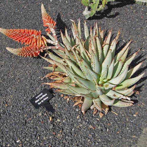 ALOE claviflora - Kraal Aloe