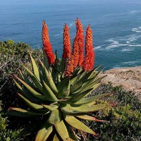 ALOE ferox - Cape Aloe