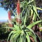 ALOE speciosa - Tilt Head Aloe