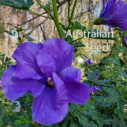 ALYOGYNE huegelii - Purple Hibiscus