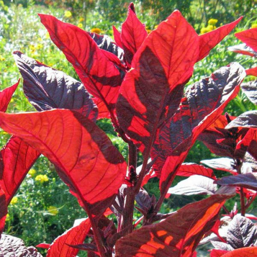 maranthus garnet red