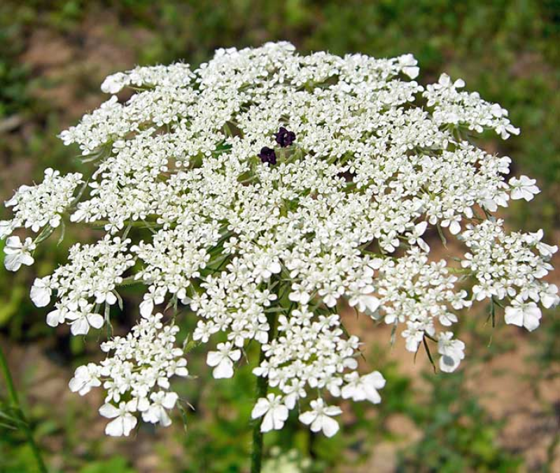 AMMI majus - Queen Anne's Lace | Image by Jason Hollinger 2.0 Generic (CC BY 2.0)