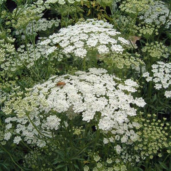 AMMI Queen Annes Lace