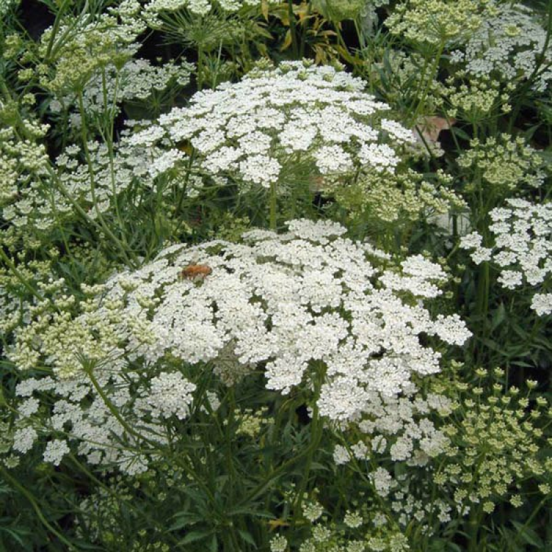 AMMI Queen Annes Lace | 