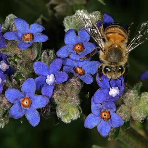 ANCHUSA capensis - Cape Forget me Not