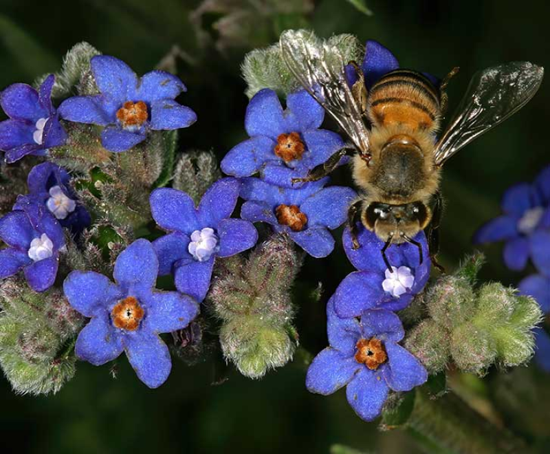 ANCHUSA capensis - Cape Forget me Not | Image by SAplants 4.0 International (CC BY-SA 4.0)