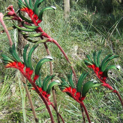 ANIGOZANTHOS manglesii - Red and Green Kangaroo Paw