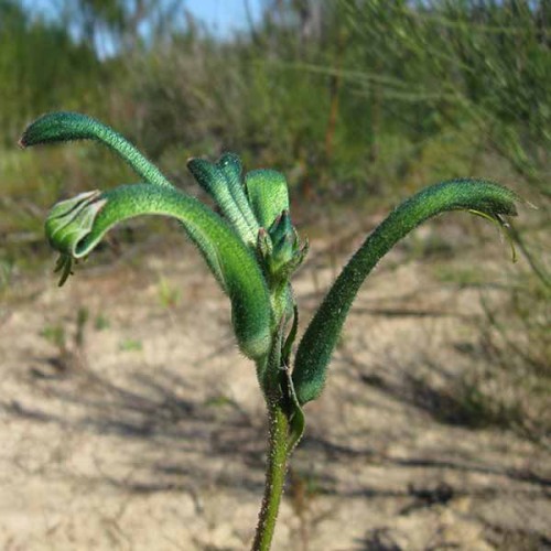 ANIGOZANTHOS viridis - Green Kangaroo Paw