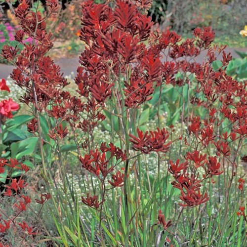 ANIGOZANTHOS flavidus - Red flowers