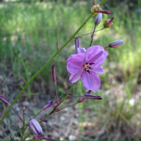 ARTHROPODIUM strictum  - Chocolate Lily | Image by Melburnian 3.0 Unported (CC BY 3.0)