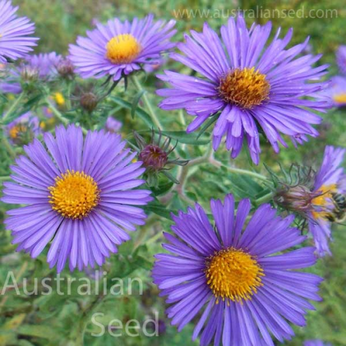 ASTER New England
