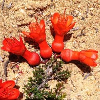 BALAUSTION pulcherrimum