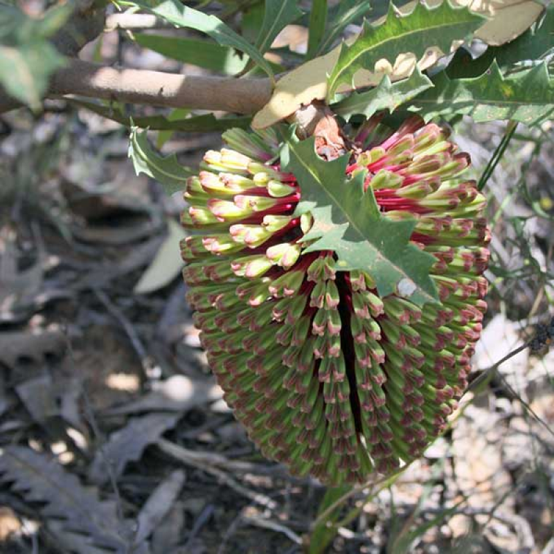 BANKSIA aculeata - Prickly Banksia | image is credited to MainlandQuokkay under the ShareAlike 3.0 Unported license.