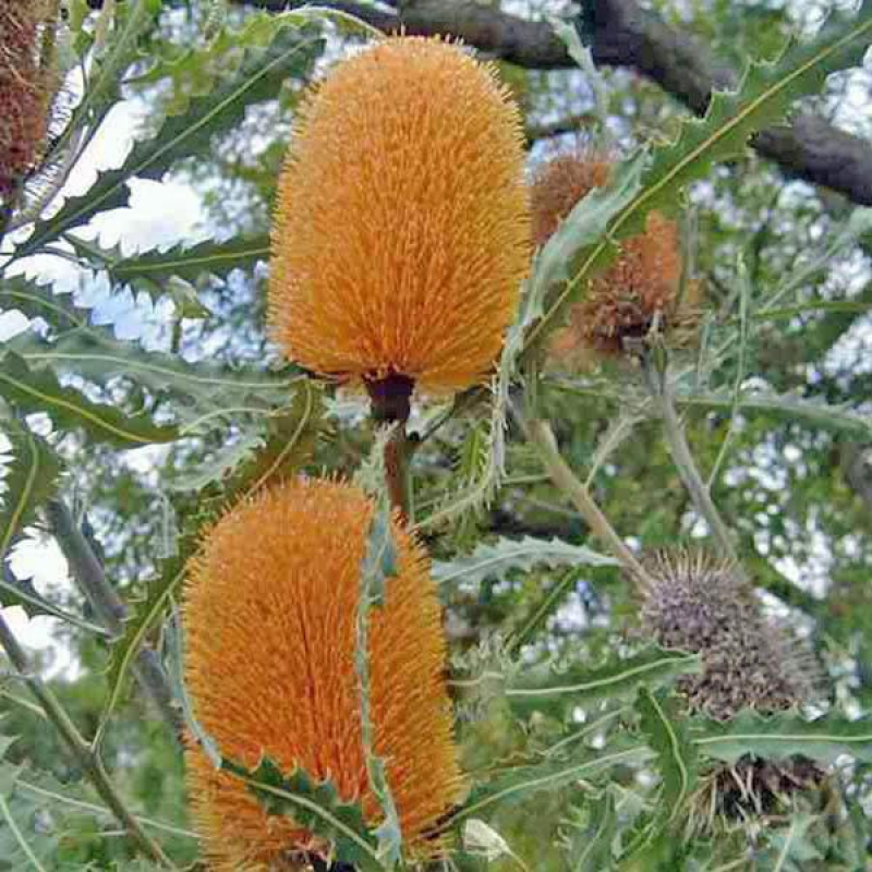 BANKSIA ashbyi | Orange Banksia