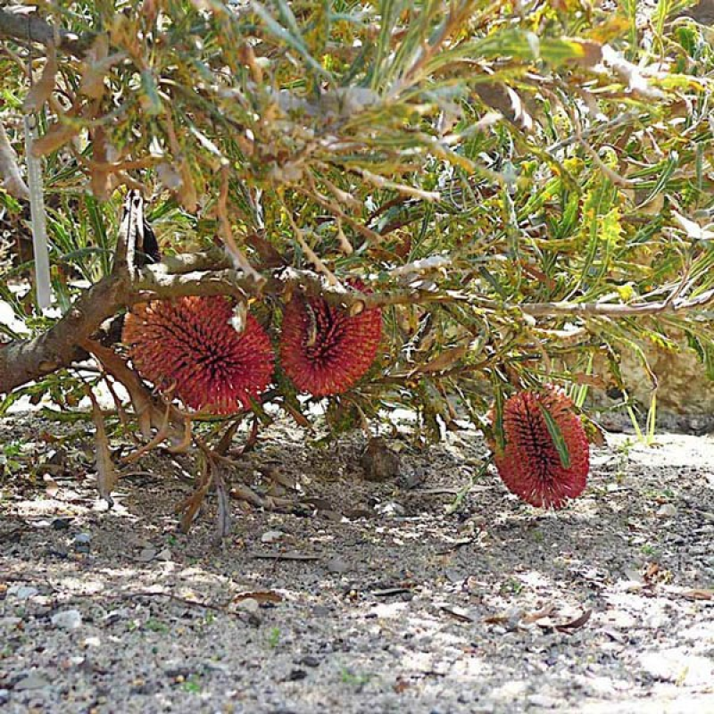 BANKSIA caleyi | Red Lantern Banksia