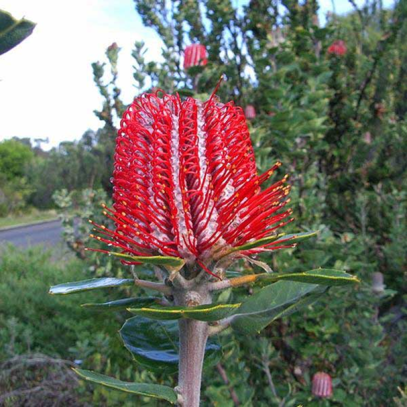 BANKSIA coccinea | Scarlet Banksia