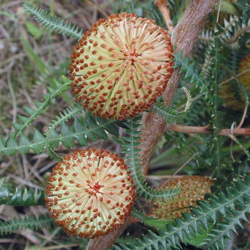 BANKSIA dryandroides | Dryandra leaved Banksia