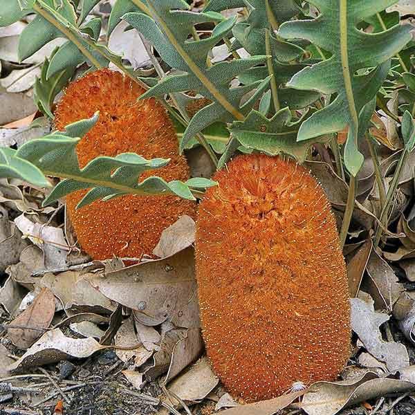 BANKSIA gardneri ssp. gardneri - Prostrate Banksia