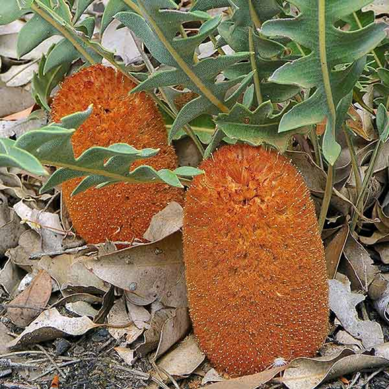 BANKSIA gardneri ssp. gardneri - Prostrate Banksia | 