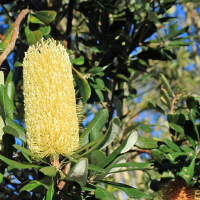 BANKSIA integrifolia | Coast Banksia